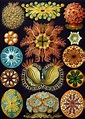 Ernst Haeckel and the Unity of Culture – Monism