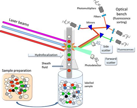 Flow Cytometry Services Creative Bioarray