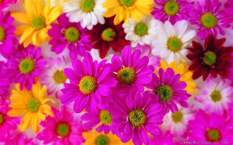 Colourful Flower Wallpapers Wallpaper Cave