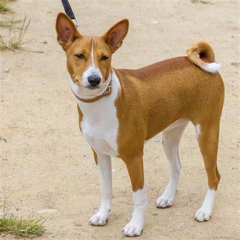 Collection 99 Wallpaper Picture Of A Basenji Dog Superb