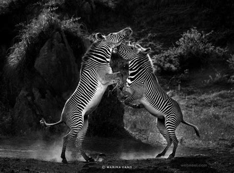 30 Best Award Winning Wildlife Photography Examples From Around The