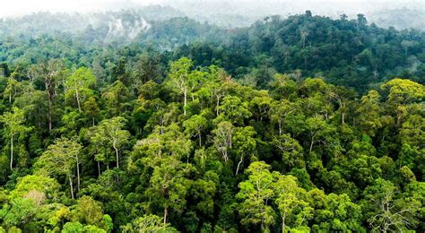 3 Contoh Hutan Konservasi Di Indonesia Beserta Ciri Ciri Dan Manfaatnya