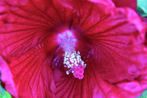 Inside A Red Hibiscus Flower Photograph By Robert Tubesing Pixels