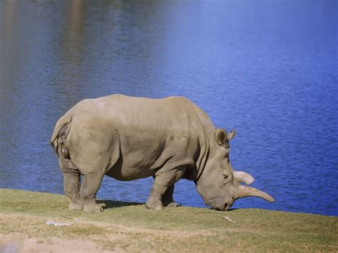 Rare Northern White Rhinoceros Nola Dies To Leave Three Left In The