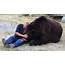 Jimbo The Kodiak Bear Died After 20 Years Of Living With Kowalczik 