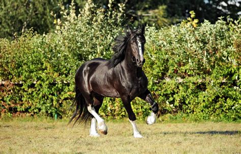 10 Largest Horse Breeds In the World