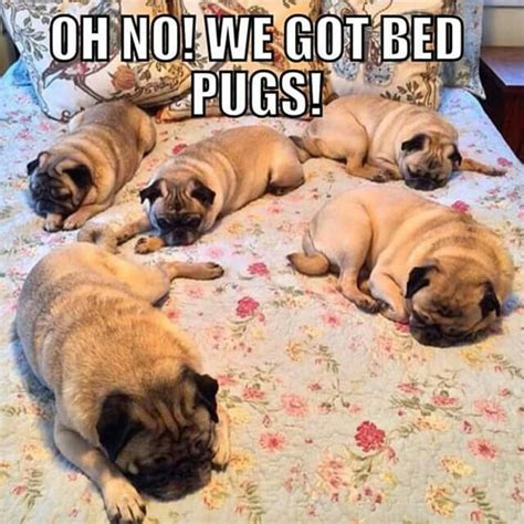 Bed Pugs Pug Jokes Funny Dog Memes Funny Animal Memes Funny Animal
