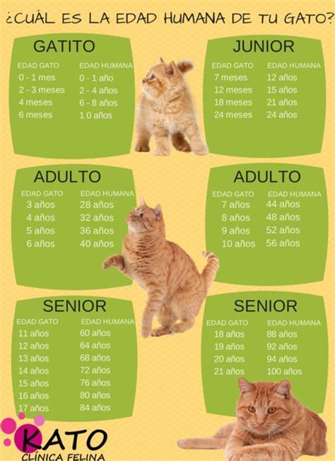 ¿quieres saber cuantos años humanos tiene tu gato echa un vistazo a la siguiente tabla y puede