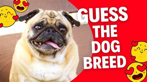 Guess The Dog By Breed Quiz On Dog Breed Trivia On Dog Breed Youtube