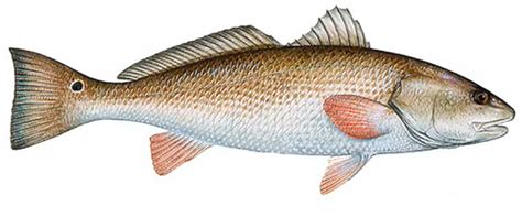 Red Drum Fish Drawings Clip Art Library