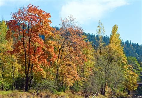 Autumn Mountain Forestry Overgrown Hill Stock Image Colourbox