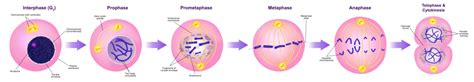 Maybe you would like to learn more about one of these? Difference Between Interphase and Mitosis | Compare the ...
