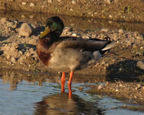 Intergradation Between Mexican Duck And Mallard In Arizona Sibley