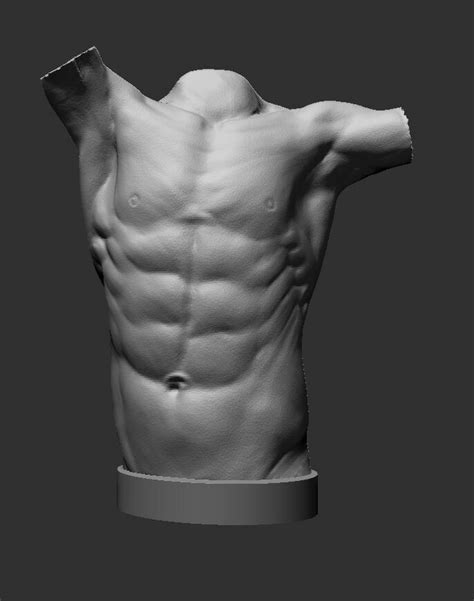 Artstation Anatomy Study Torso