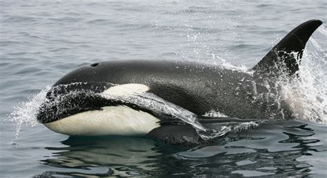 Killer Whale Orcinus Orca About Animals