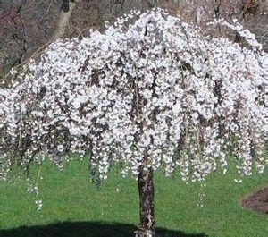The classic weeping cherry blossom tree this beautiful plant is a stunning example of the way the seasons change deciduous trees. White** dwarf weeping snow cherry tree**12-15 in** bonsai ...