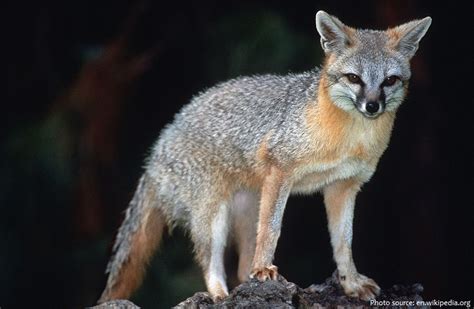 Interesting Facts About Gray Foxes Just Fun Facts