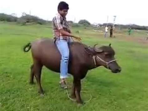 Meanwhile, you can ride on him as you play you now know have the tips on how to ride a guy and how to please your man. Man riding on Buffalo.. - YouTube