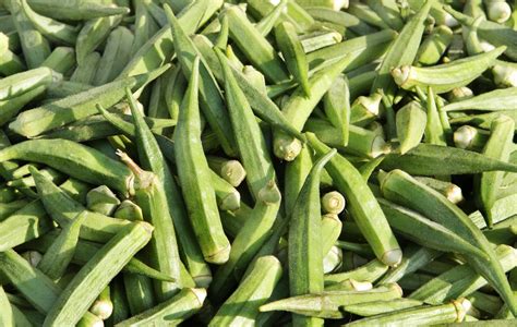 Okra The Complete Guide To Growing Okra From Seed To Seed Growing
