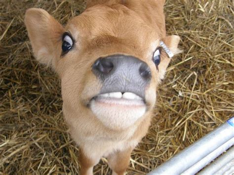 Funny Cow Photos
