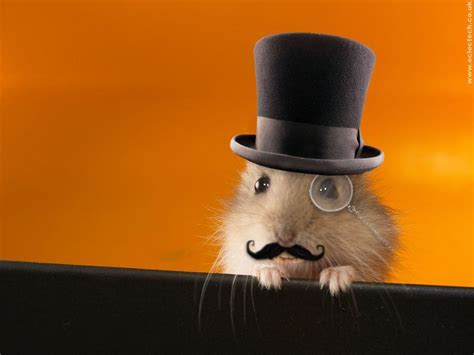 Funny Hamster Wallpapers Wallpaper Cave