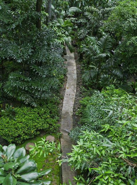 Lush Green Tropical Jungle Stock Photo Image Of Nature 92688622