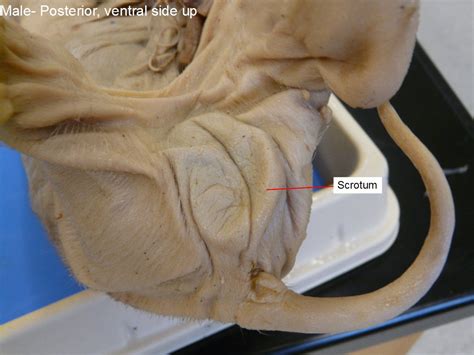 Reading: Fetal Pig Dissection | Biology II Laboratory Manual