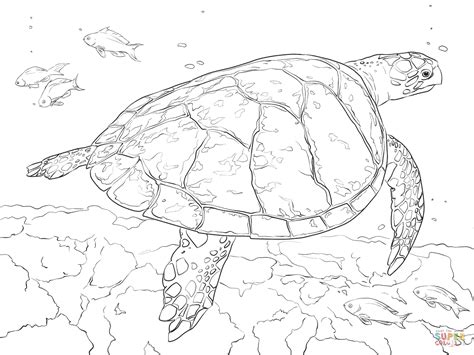 Realistic Hawksbill Sea Turtle Coloring Page Free Printable Coloring