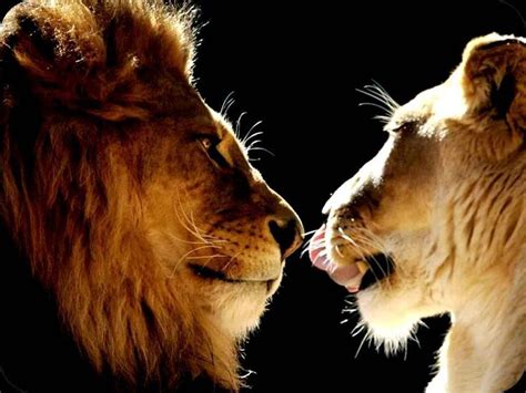 23 Best King And Queen Lion And Lioness Love Images On Pinterest