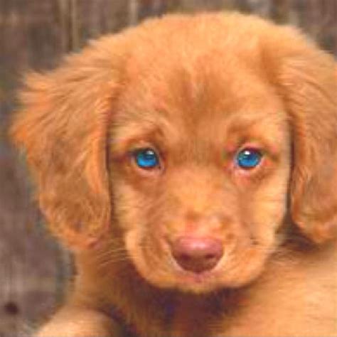 Those Eyes Puppies Cute Dogs Baby Animals