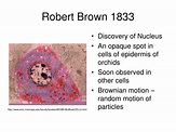 PPT - Development of Cell Theory PowerPoint Presentation - ID:5832557