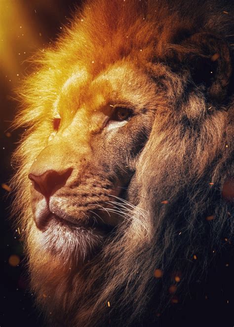 Lion Animal Totem Spirit Of Africa Poster Kunstdrucke Fototapeten