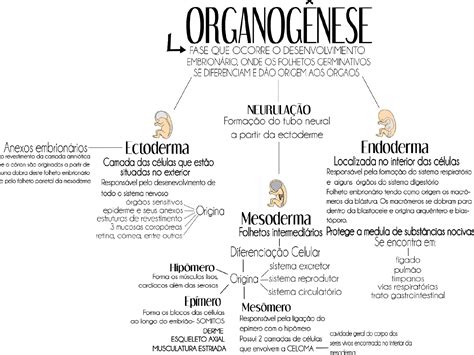Mapa Mental Organogenese Histologia e Embriologia Veterinária