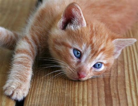 Orange Tabby Cats With Blue Eyes Funny Pic