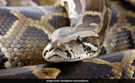 7 Meter 23 Foot Long Python Swallows Indonesian Woman