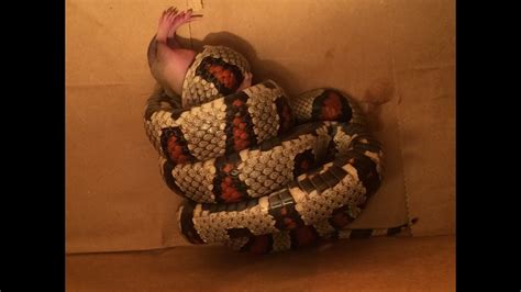 However, there are some that actually secrete poison! Feeding my King Snake: Moral considerations of animal ...