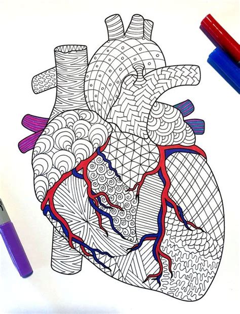 Heart Human Anatomy Pdf Zentangle Coloring Page Etsy Easy Heart