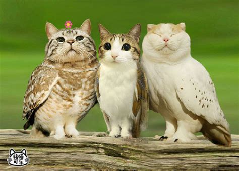 Cat And Owl Combine To Form The Adorably Bizarre Meowl