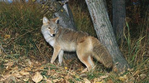 Coyote Description Size Habitat And Facts Britannica
