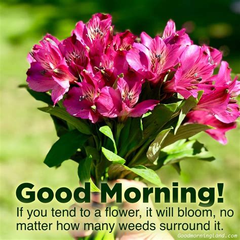 Top Animated Good Morning Flowers With Images Good Morning Flowers