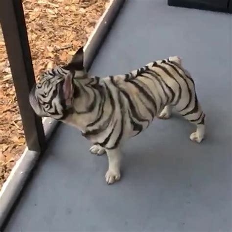 Tiger Striped French Bulldog Coub The Biggest Video Meme Platform
