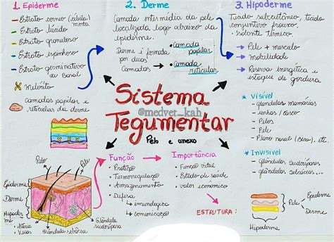 Mapa Mental Sobre Sistema Tegumentar Study Maps Tegumentar Sistema