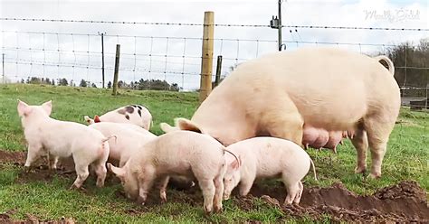 A Mother Pig Takes Her Six Piglets Outside For Very First Time