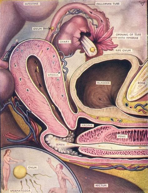 103 Best Reproductive System Images On Pinterest Reproductive System