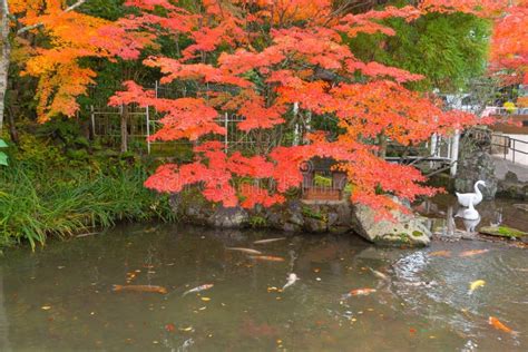 Red Maple Leaves Or Fall Foliage With Carp Fish In Lake Or River In