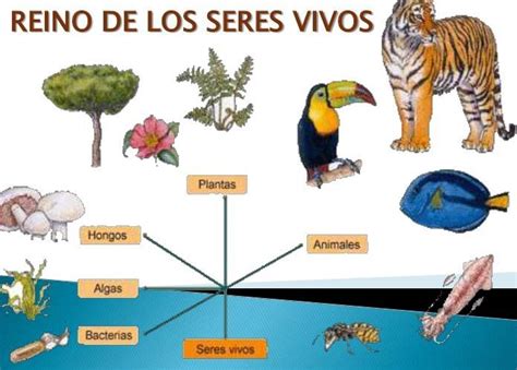 Cuales Son Las Semejanzas Y Diferencias Entre Los Seres Vivos Brainlylat