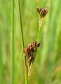 Juncus gerardii (saltmarsh rush): Go Botany