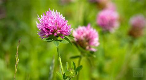 What customers have to say. Buy Bulk Red Clover - Red Clover for Your Rash