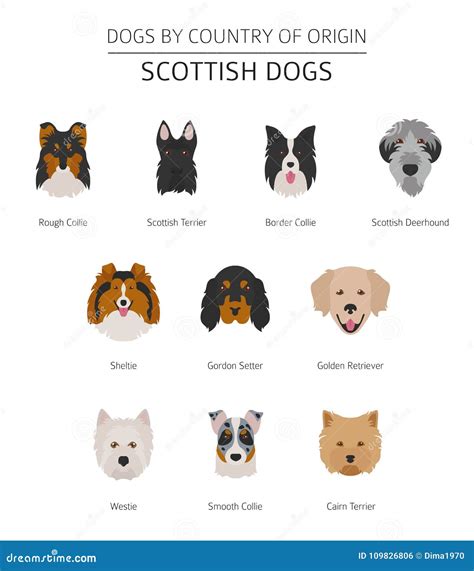Dogs By Country Of Origin Scottish Dog Breeds Stock Vector