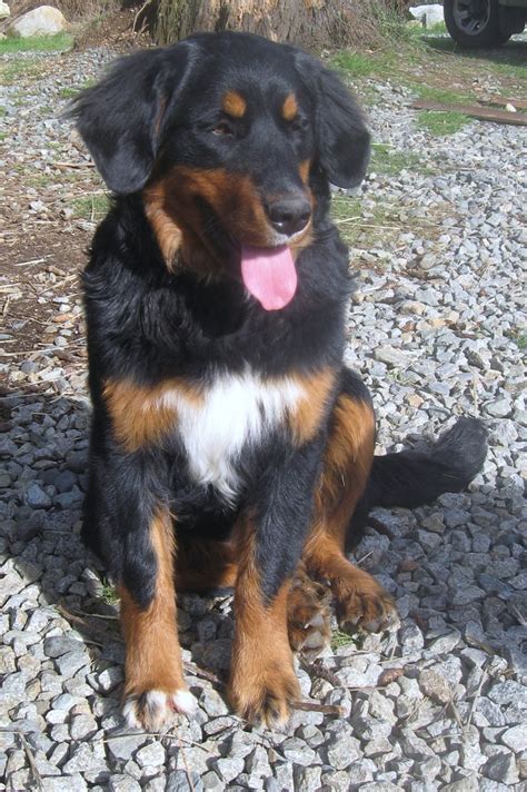 The bernese mountain dog is eager to please and easy to train. Golden Mountain Dog... golden retriever and Bernese mountain dog... so adorable...this looks so ...